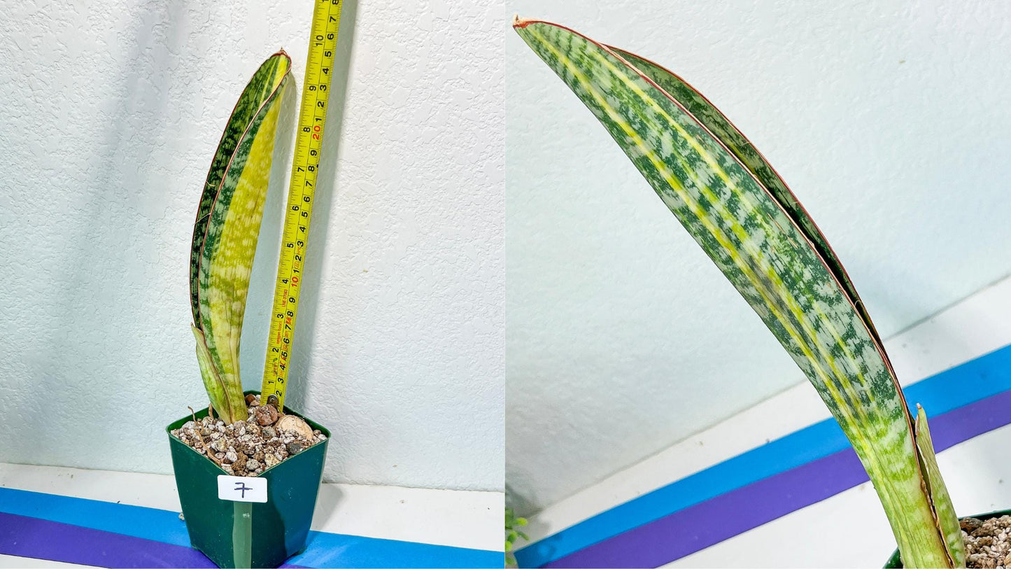 Sansevieria Rare Collections 2.5" Pot | Plant names listed in descriptions. More photos available on request (G7)