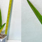 Sansevieria Rare Collections 2.5" Pot | Plant names listed in descriptions. More photos available on request (G7)