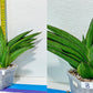 Sansevieria Rare Collections 2.5" Pot | Plant names listed in descriptions. More photos available on request (G7)