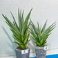 Sansevieria Diamond Shine | Rare Imported Snake Plants