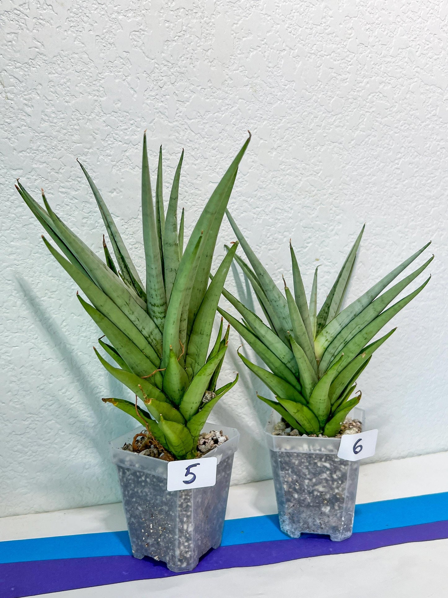 Sansevieria Diamond Shine | Rare Imported Snake Plants