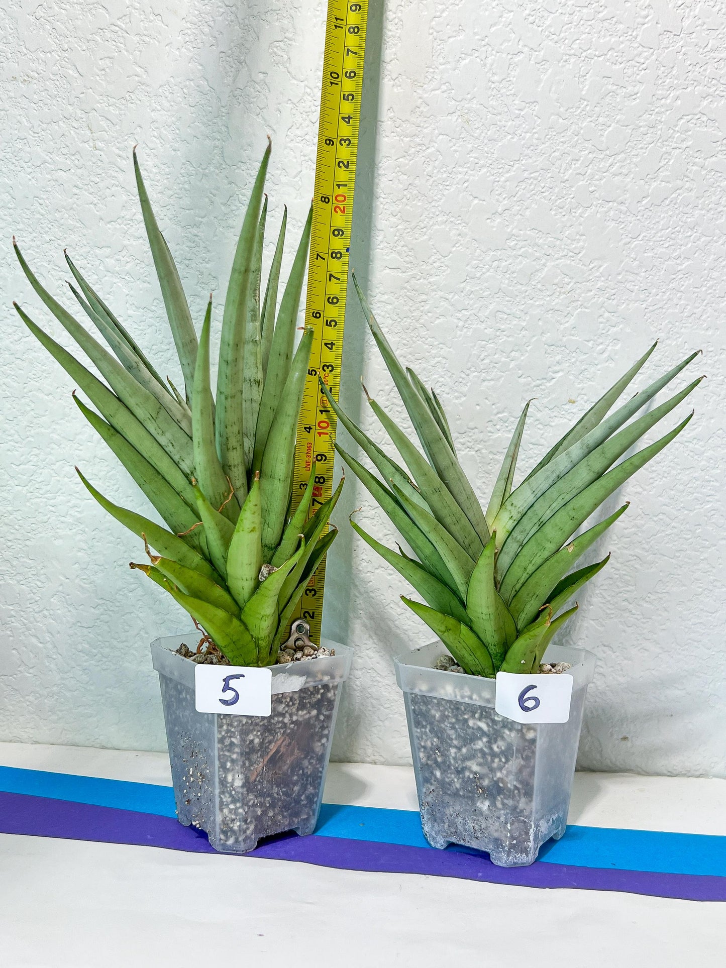 Sansevieria Diamond Shine | Rare Imported Snake Plants