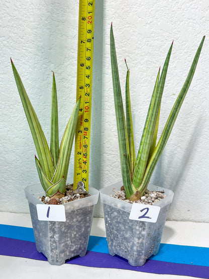 Sansevieria Royal Crown | Rare Imported Plants | Easy care Indoor Plants