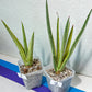 Sansevieria Royal Crown | Rare Imported Plants | Easy care Indoor Plants