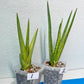 Sansevieria Royal Crown | Rare Imported Plants | Easy care Indoor Plants