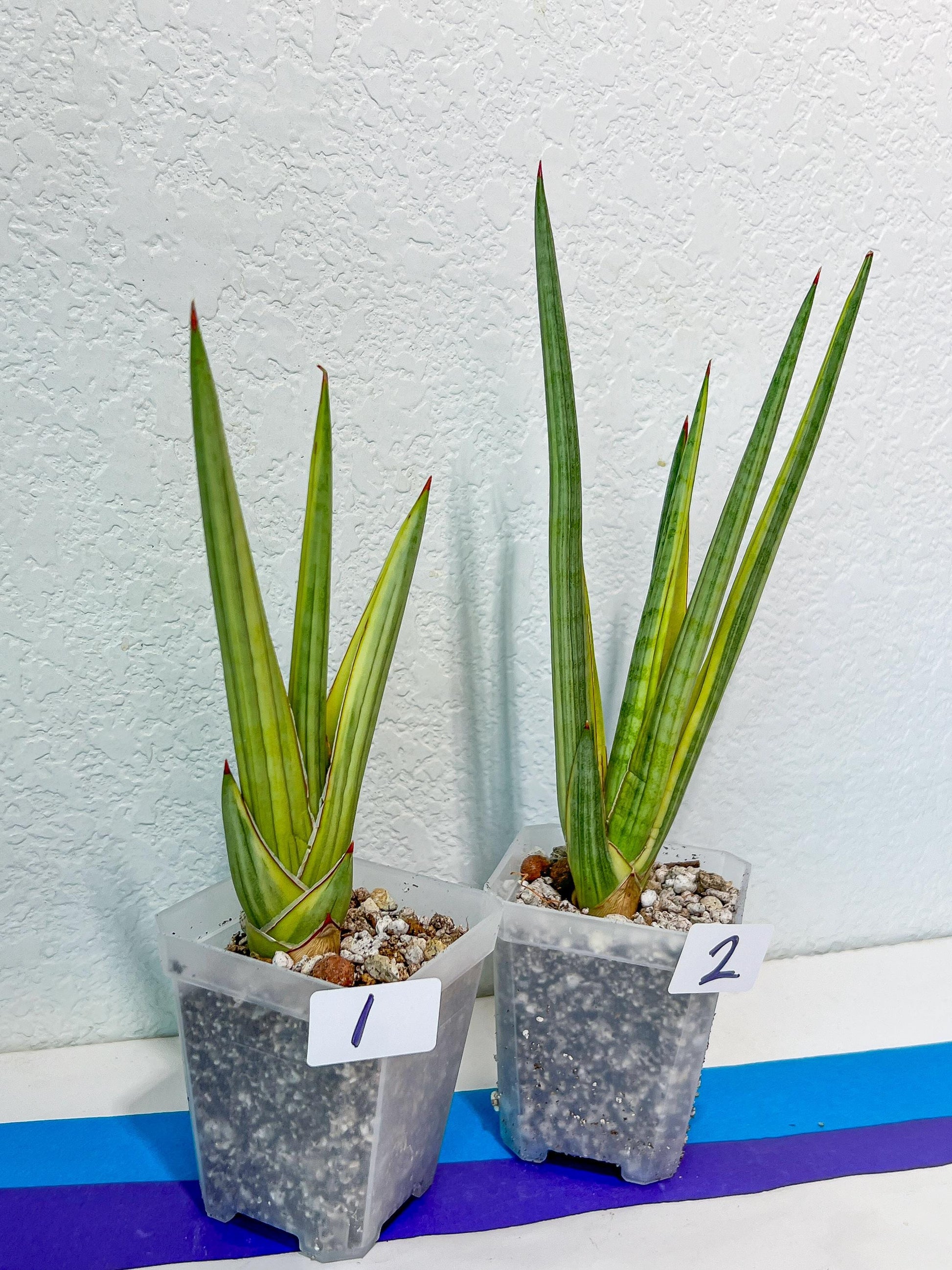 Sansevieria Royal Crown | Rare Imported Plants | Easy care Indoor Plants