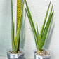 Sansevieria Royal Crown | Rare Imported Plants | Easy care Indoor Plants