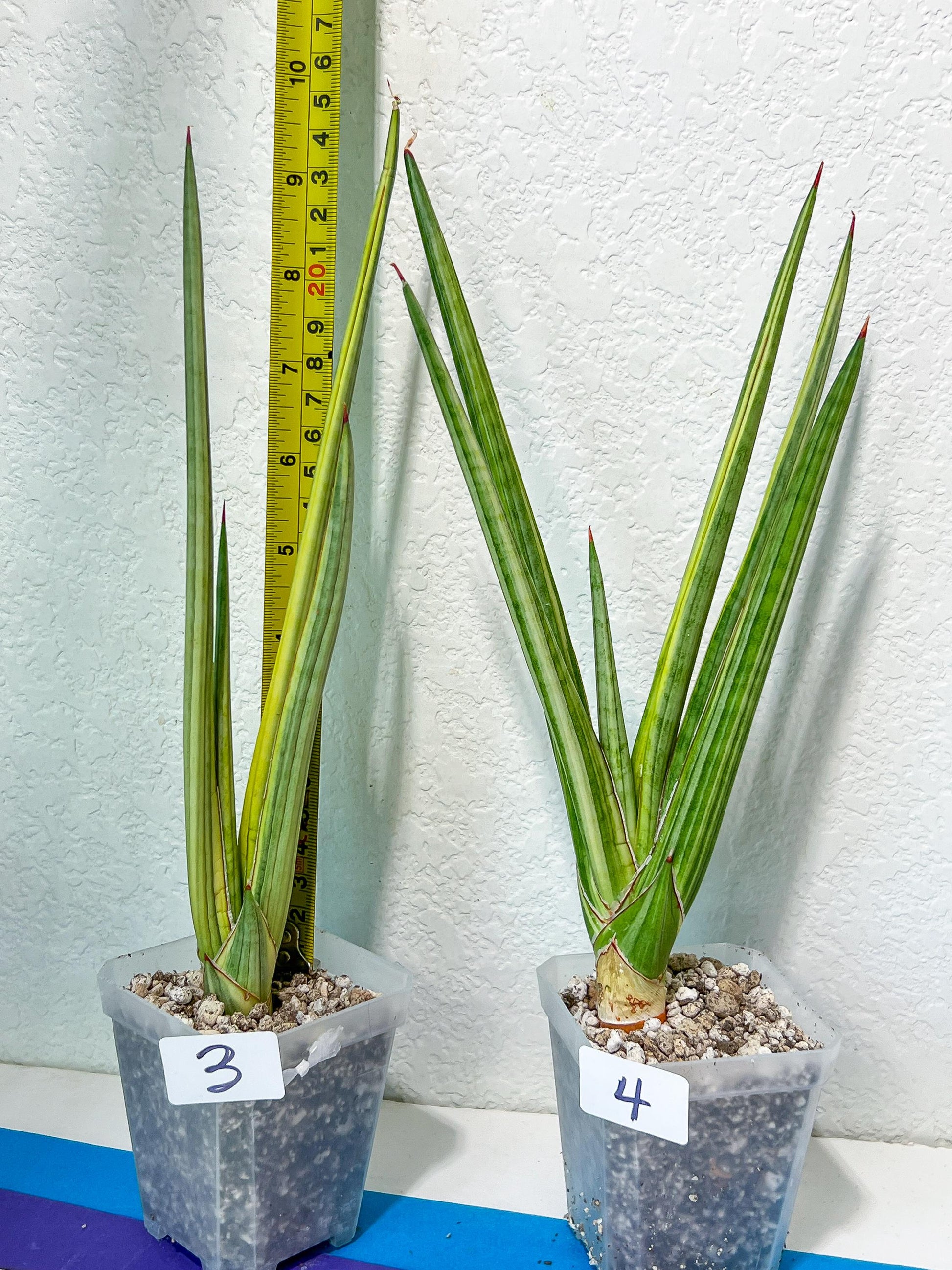 Sansevieria Royal Crown | Rare Imported Plants | Easy care Indoor Plants