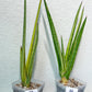 Sansevieria Royal Crown | Rare Imported Plants | Easy care Indoor Plants