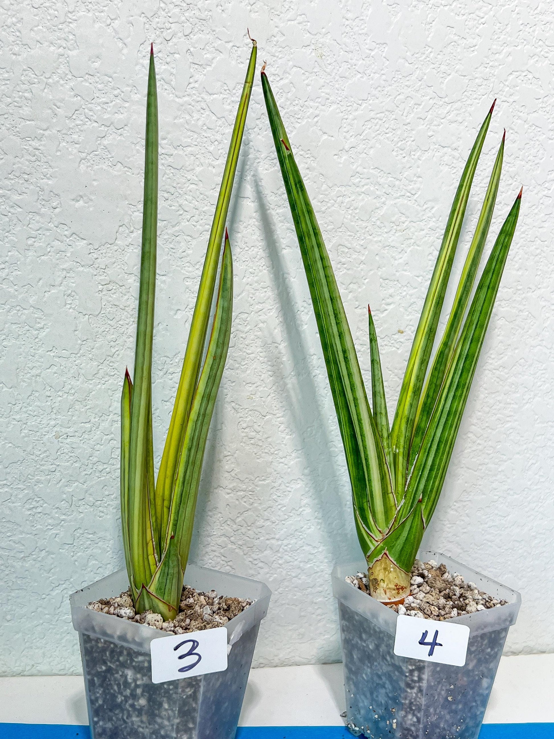 Sansevieria Royal Crown | Rare Imported Plants | Easy care Indoor Plants