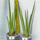 Sansevieria Royal Crown | Rare Imported Plants | Easy care Indoor Plants