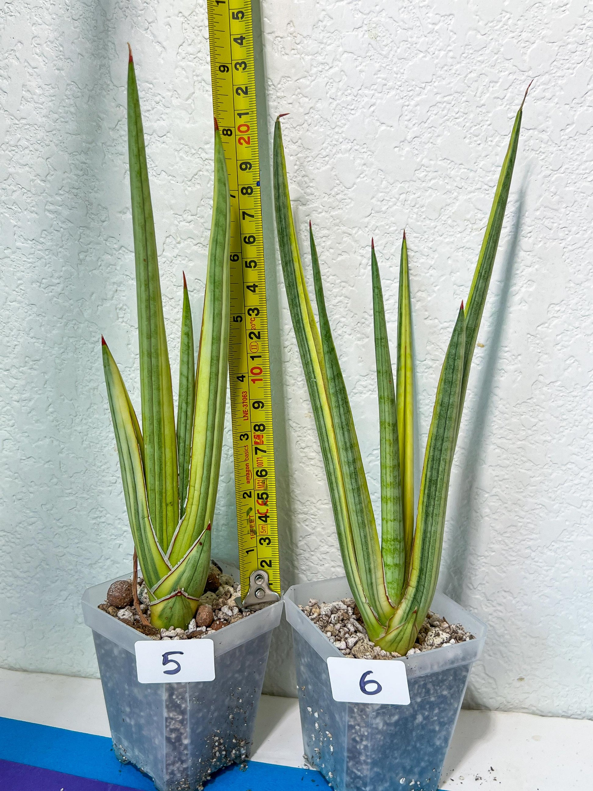 Sansevieria Royal Crown | Rare Imported Plants | Easy care Indoor Plants