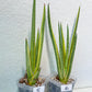 Sansevieria Royal Crown | Rare Imported Plants | Easy care Indoor Plants