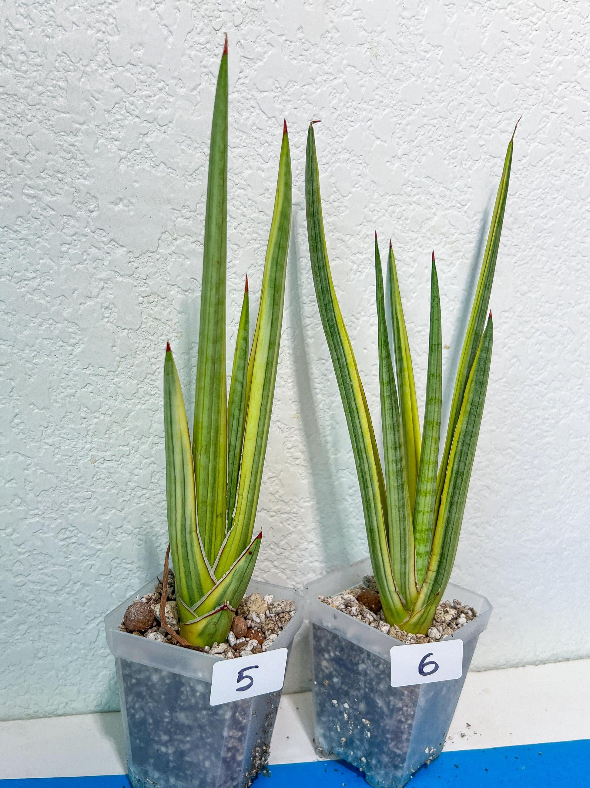 Sansevieria Royal Crown | Rare Imported Plants | Easy care Indoor Plants