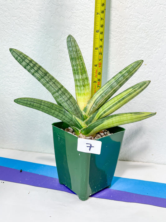 Sansevieria Boncel Variegata XL (#7~9) | Variegated Plant