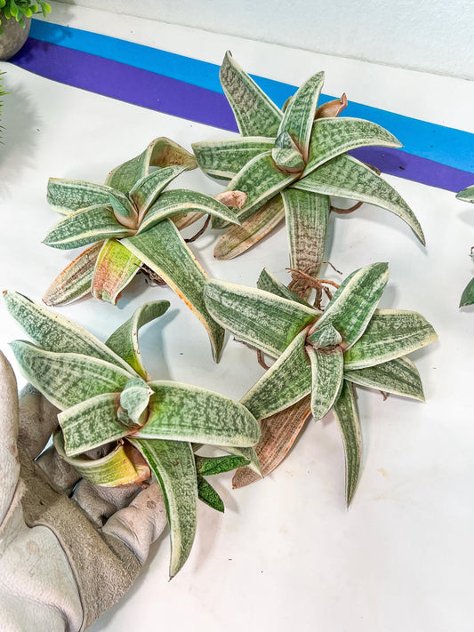 Gasteria Batesiana White Variegated | South African Plants | Imported Plants