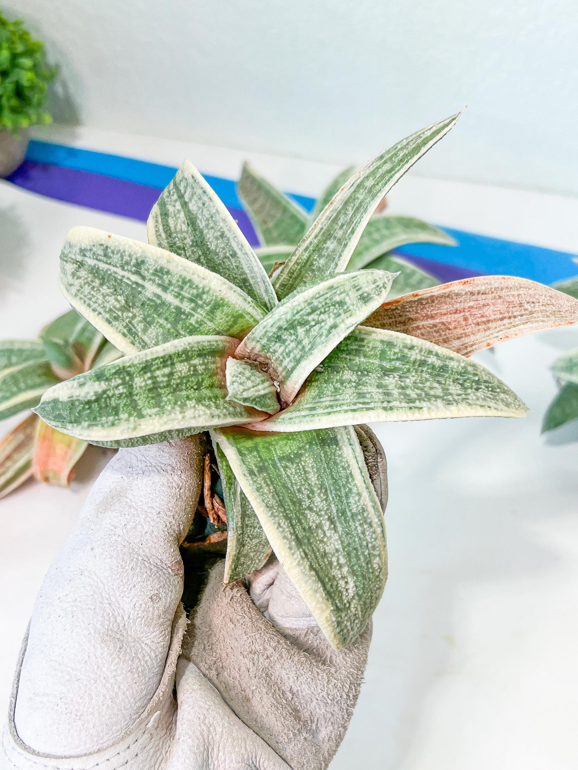 Gasteria Batesiana White Variegated | South African Plants | Imported Plants