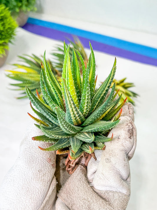 Haworthia Attenuata var. Radula Variegata (#HZ6) | Impored Haworthia | Rare Haworthia | Rare Succulant