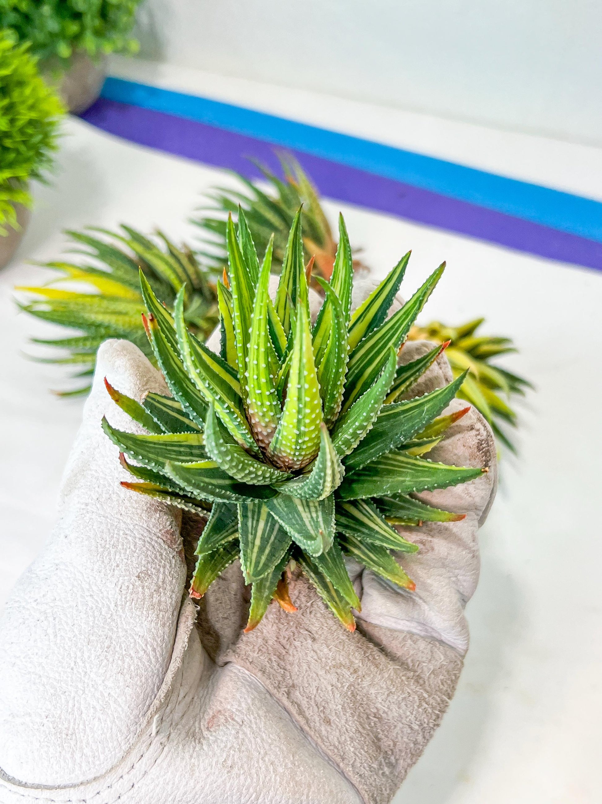 Haworthia Attenuata var. Radula Variegata (#HZ6) | Impored Haworthia | Rare Haworthia | Rare Succulant