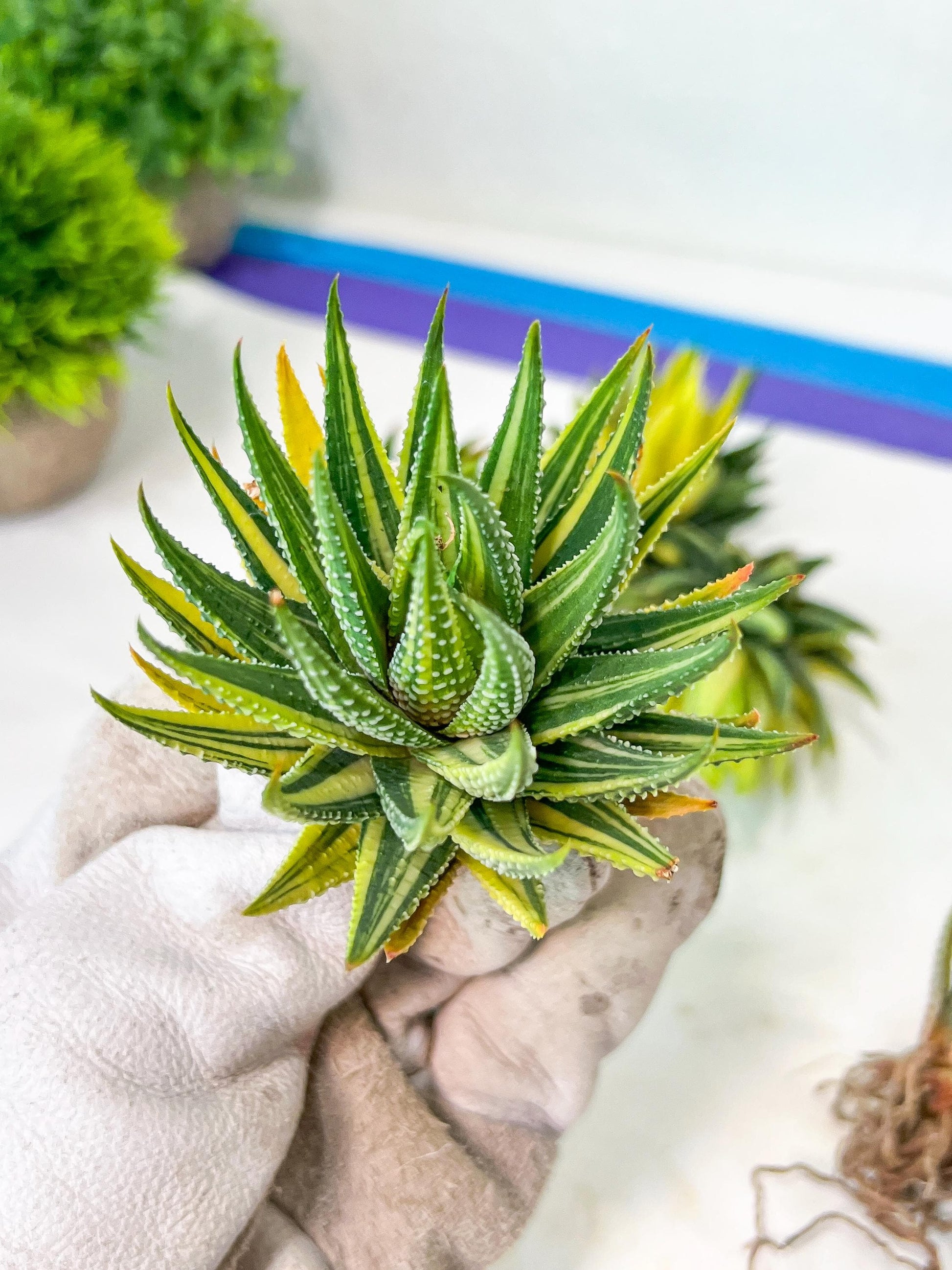 Haworthia Attenuata var. Radula Variegata (#HZ6) | Impored Haworthia | Rare Haworthia | Rare Succulant