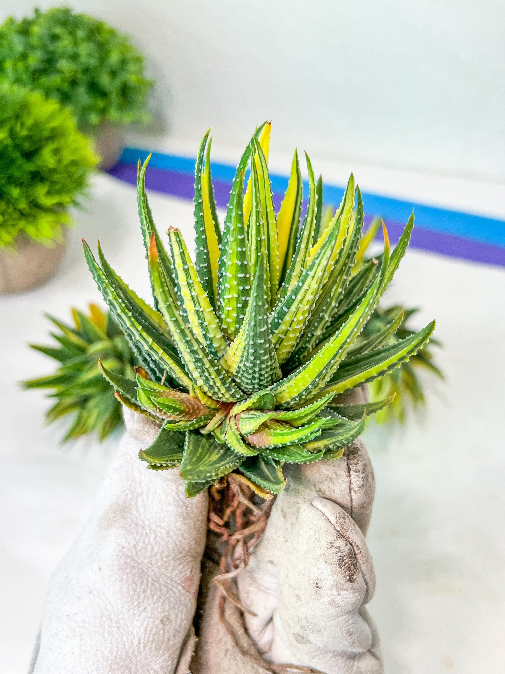 Haworthia Attenuata var. Radula Variegata (#HZ6) | Impored Haworthia | Rare Haworthia | Rare Succulant