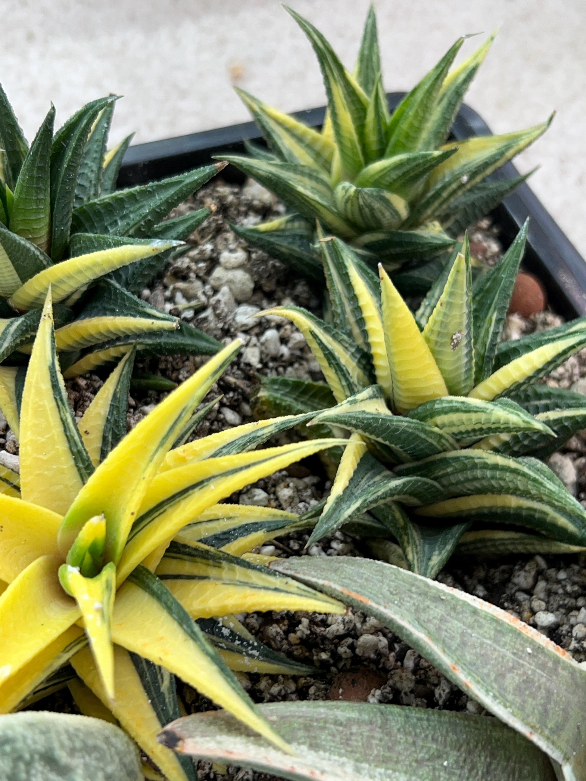 Haworthia Limifolia Hybrid Var | Impored Haworthia | Rare Haworthia