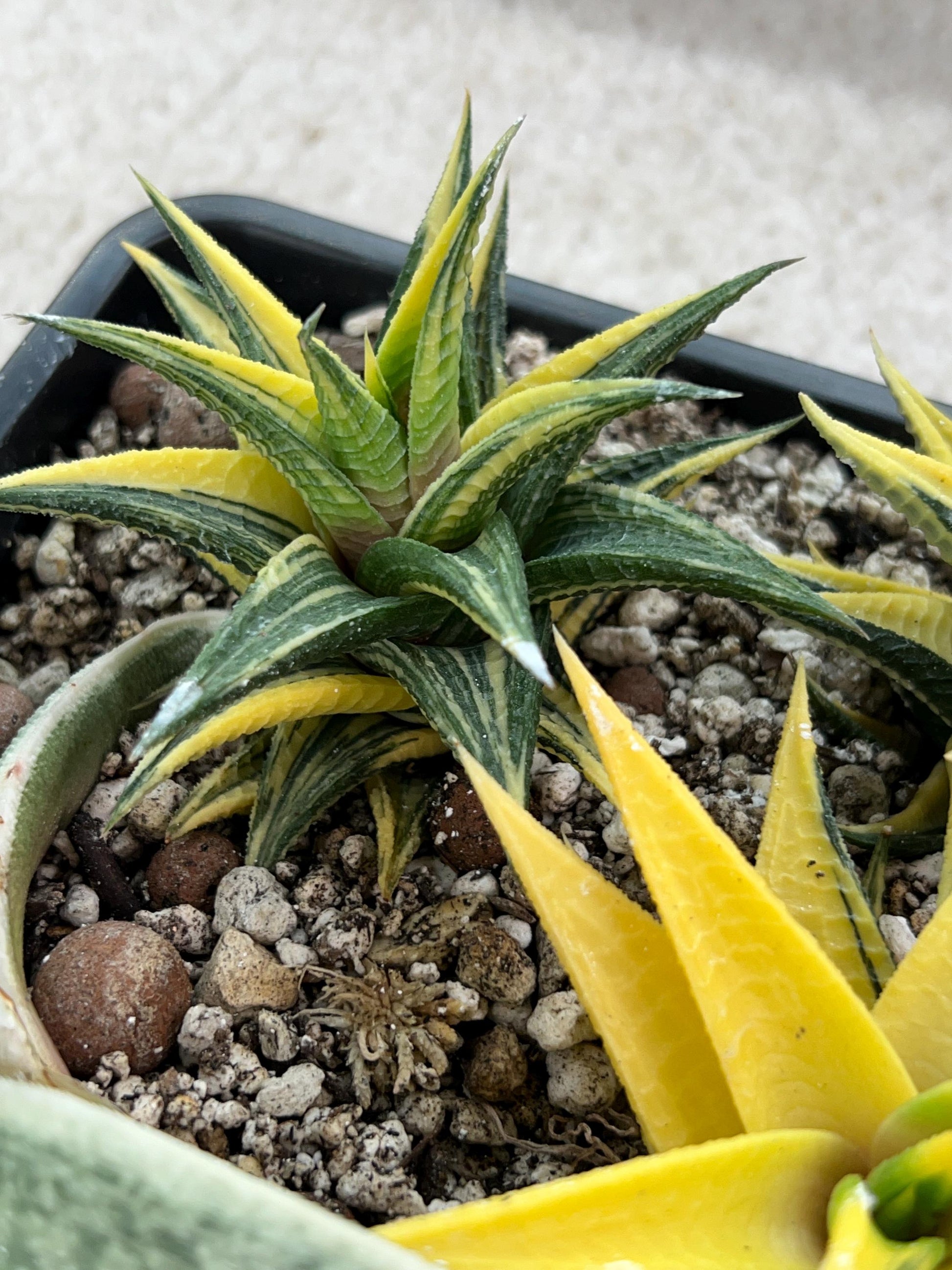 Haworthia Limifolia Hybrid Var | Impored Haworthia | Rare Haworthia