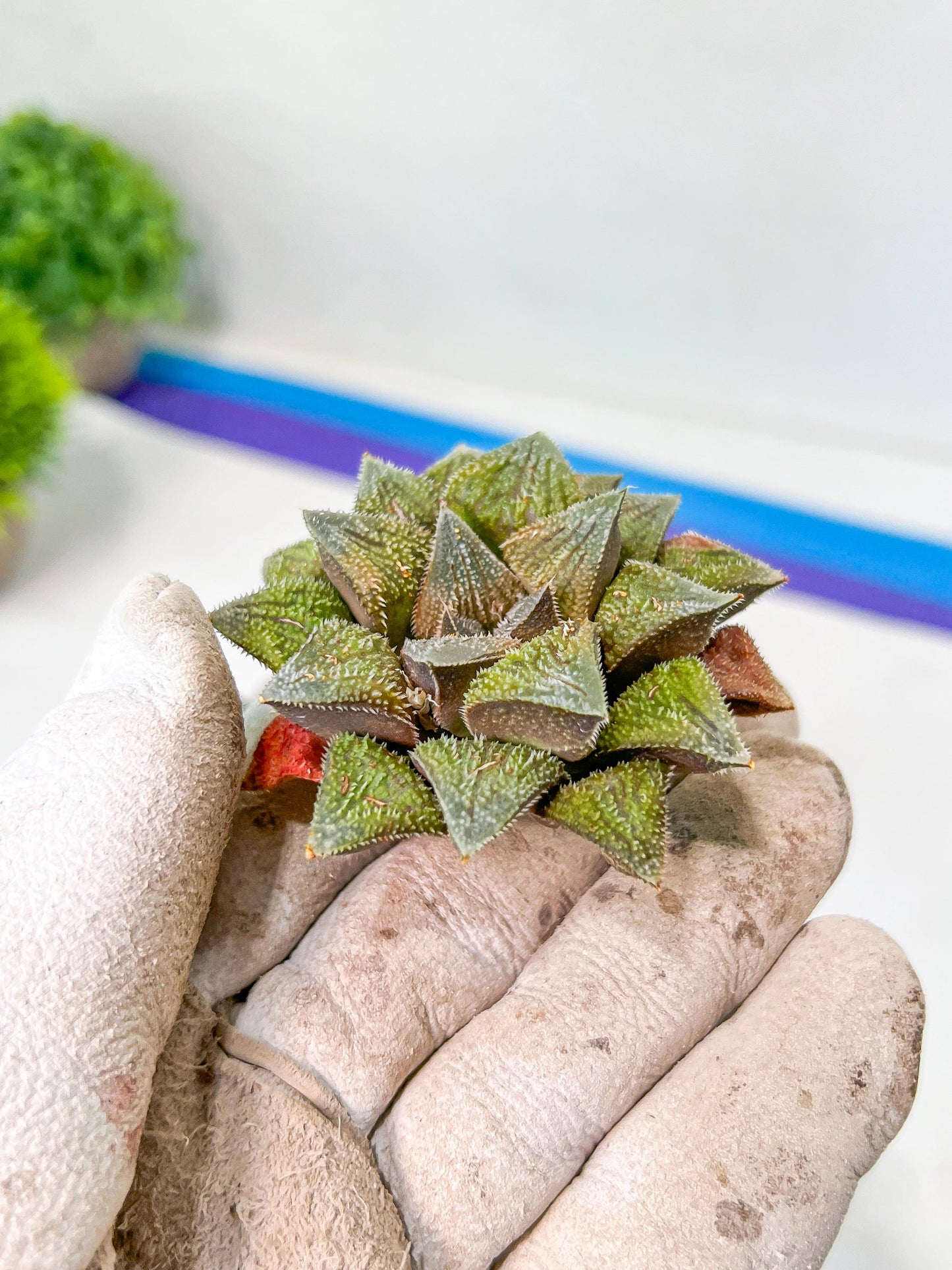 African Import - Haworthia cv. Hakuma (#HZ2) | Impored Haworthia | Rare Haworthia | Rare Succulant