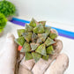 African Import - Haworthia cv. Hakuma (#HZ2) | Impored Haworthia | Rare Haworthia | Rare Succulant