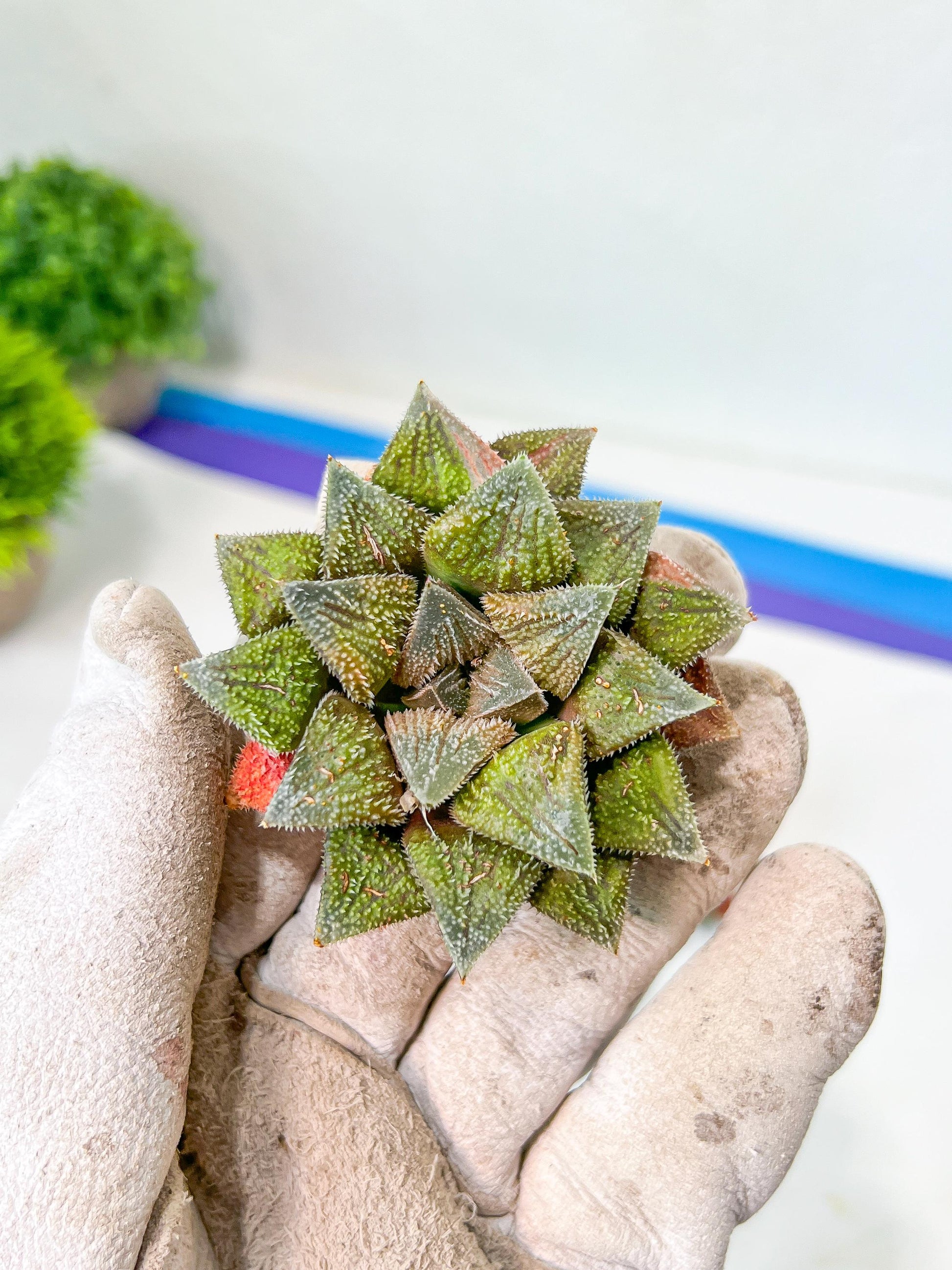 African Import - Haworthia cv. Hakuma (#HZ2) | Impored Haworthia | Rare Haworthia | Rare Succulant