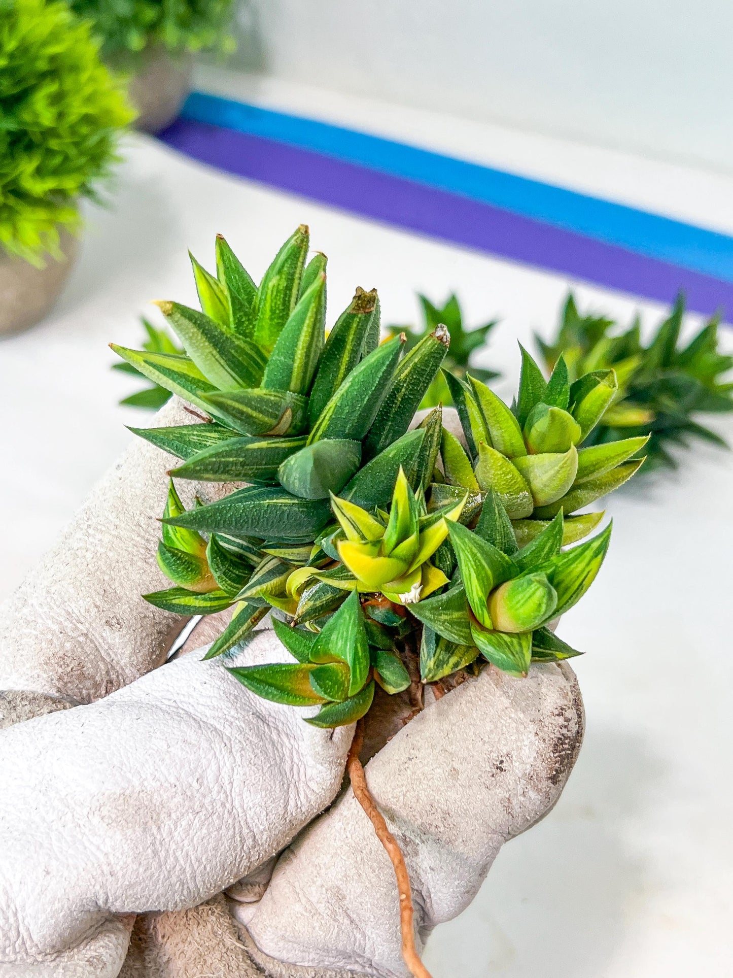 Haworthiopsis Tortuosa Variegata (#HZ5) | Impored Haworthia | Rare Haworthia