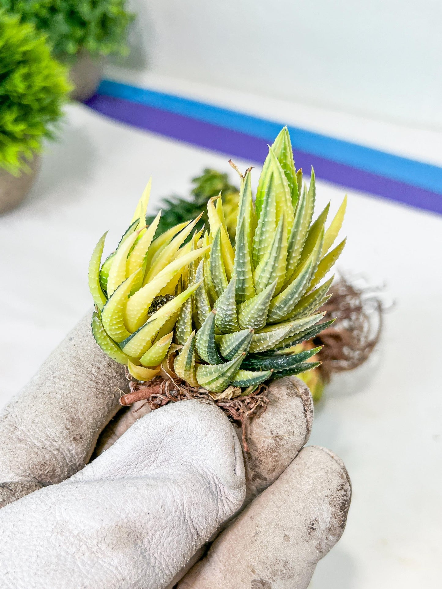 Haworthia Reinwardtii Var | Impored Haworthia | Rare Plants