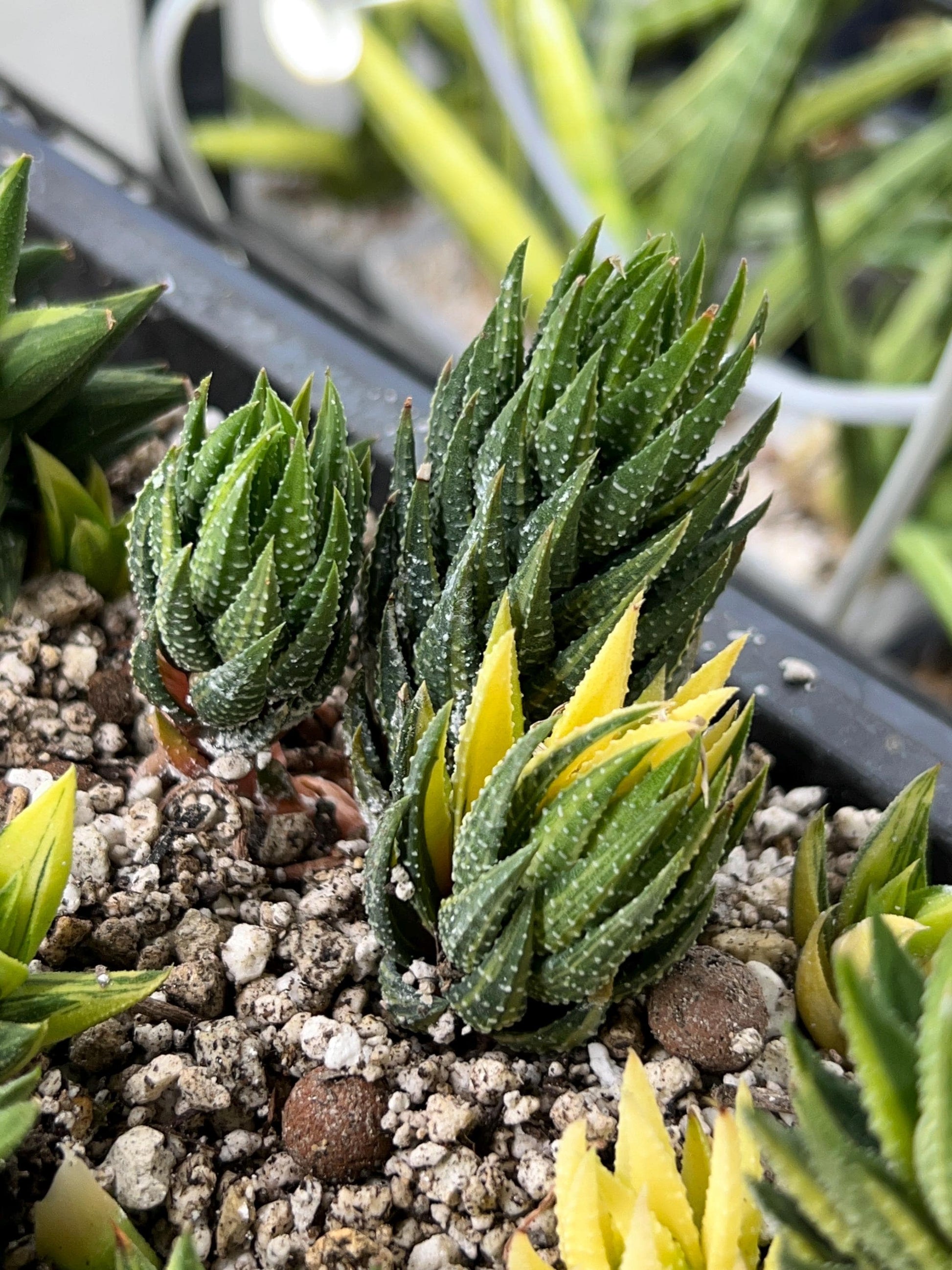 Haworthia Reinwardtii Var | Impored Haworthia | Rare Plants