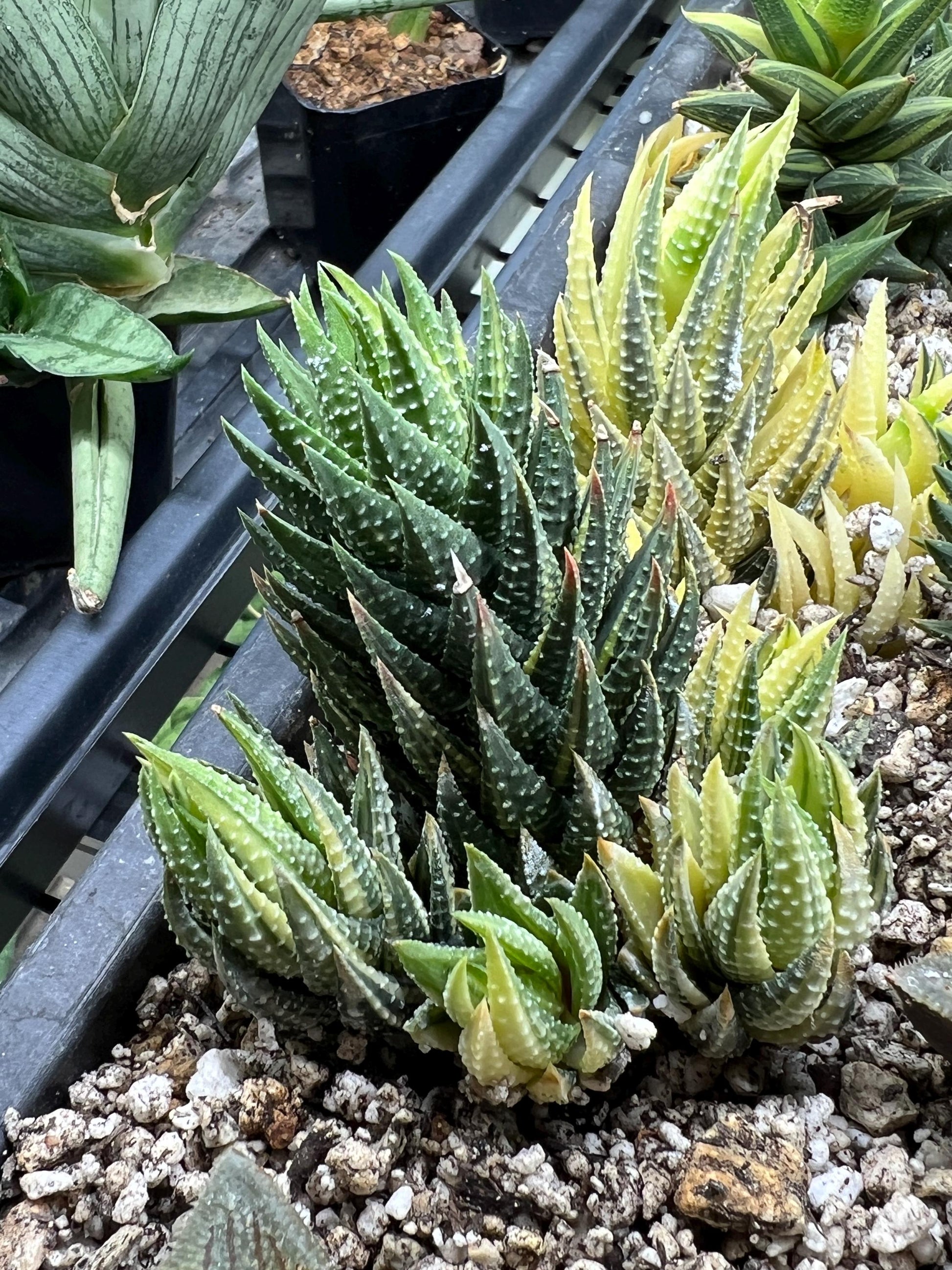 Haworthia Reinwardtii Var | Impored Haworthia | Rare Plants