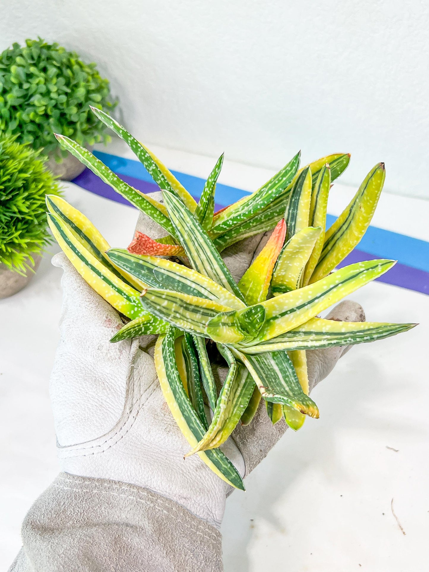 Gasteria Ferucossa Variegated (#D4) | South African Plants | Imported Plants