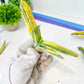 Gasteria Bi Color | South African Plants | Imported Plants