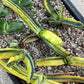 Gasteria Bi Color | South African Plants | Imported Plants