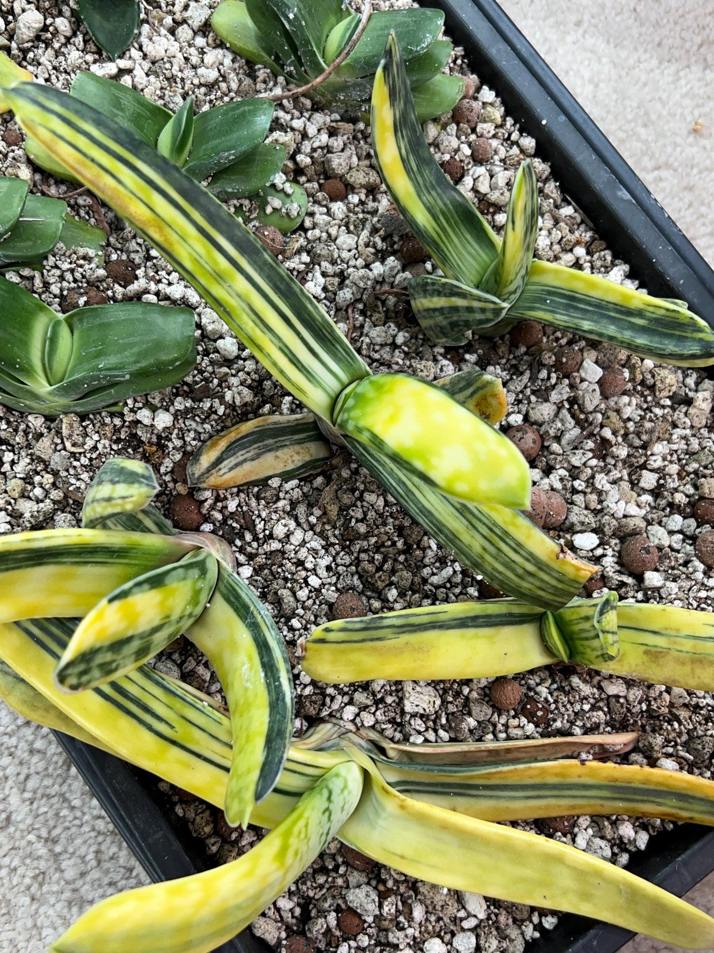 Gasteria Bi Color | South African Plants | Imported Plants