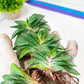 Gasteria Armstrongii | South African Plants | Imported Plants
