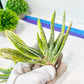 Gasteria Nigricans Variegata | South African Plants | Imported Plants