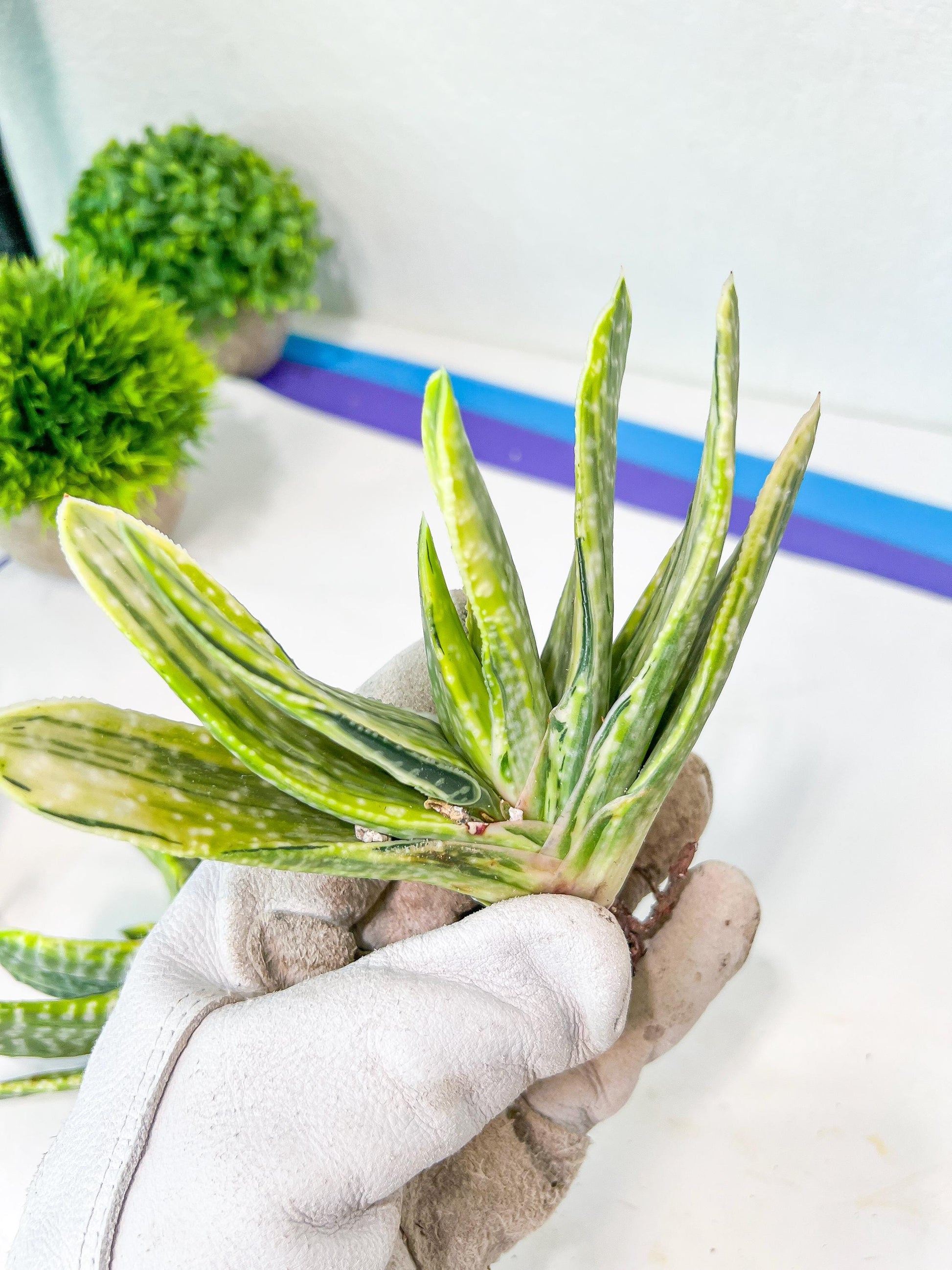 Gasteria Nigricans Variegata | South African Plants | Imported Plants