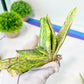 Gasteria Nigricans Variegata | South African Plants | Imported Plants