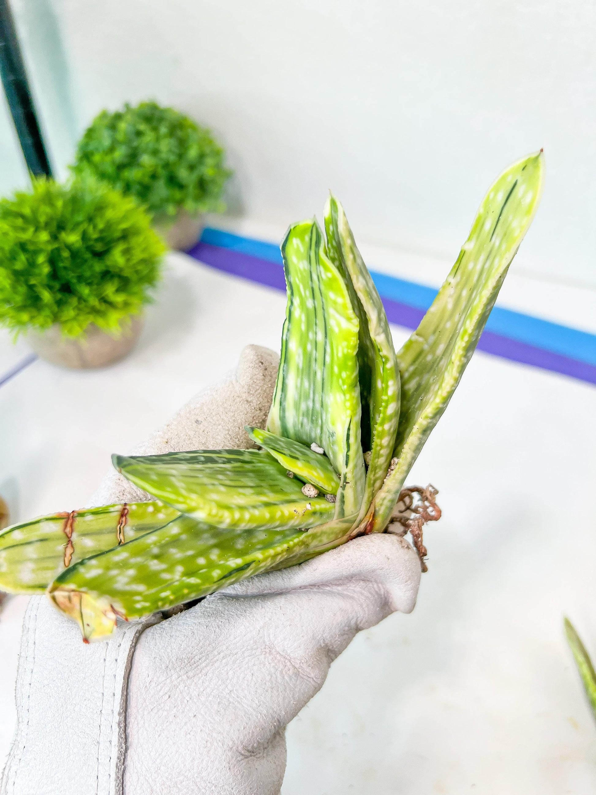 Gasteria Nigricans Variegata | South African Plants | Imported Plants