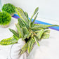 Gasteria Nigricans Variegata | South African Plants | Imported Plants