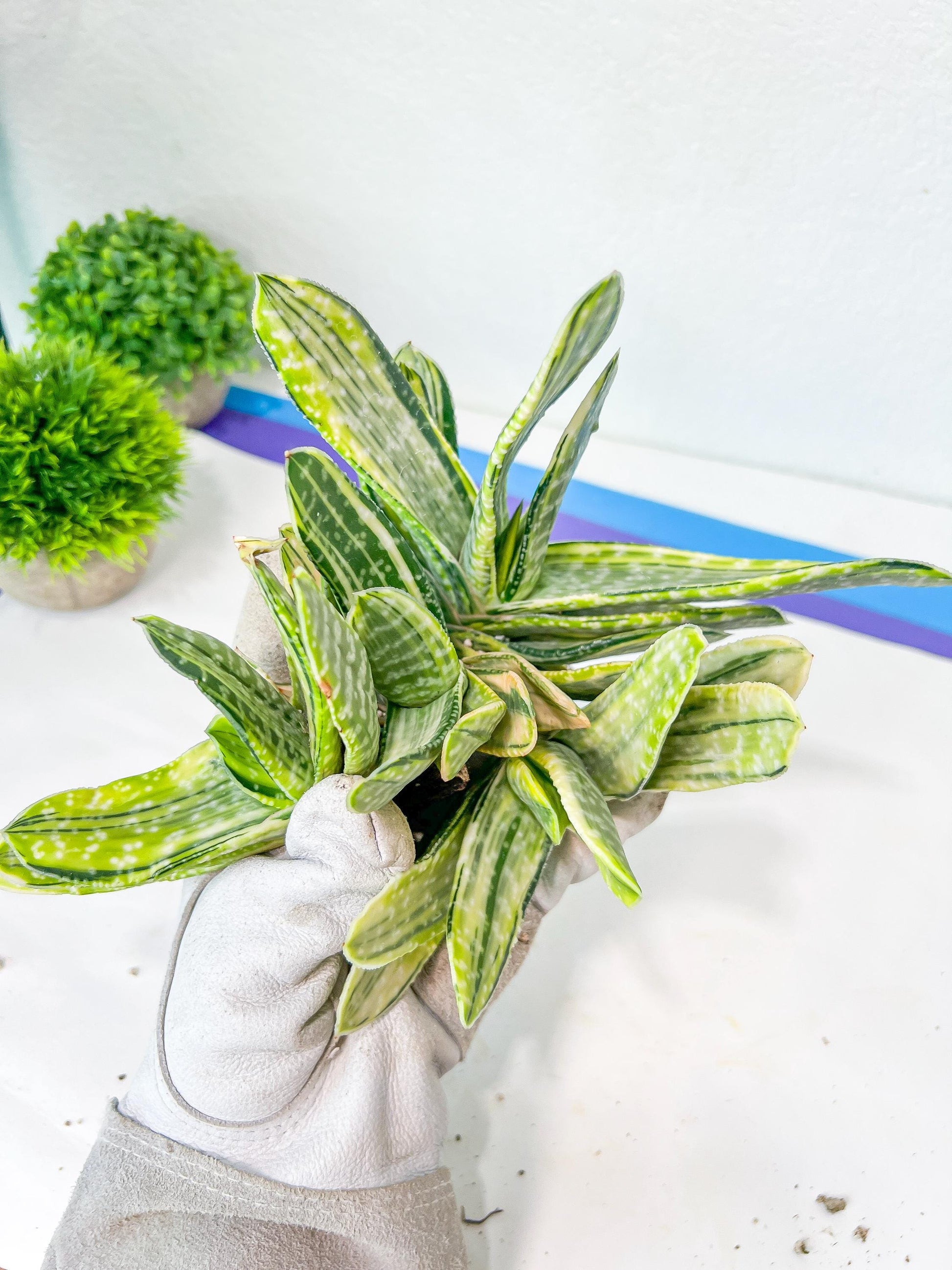 Gasteria Nigricans Variegata | South African Plants | Imported Plants