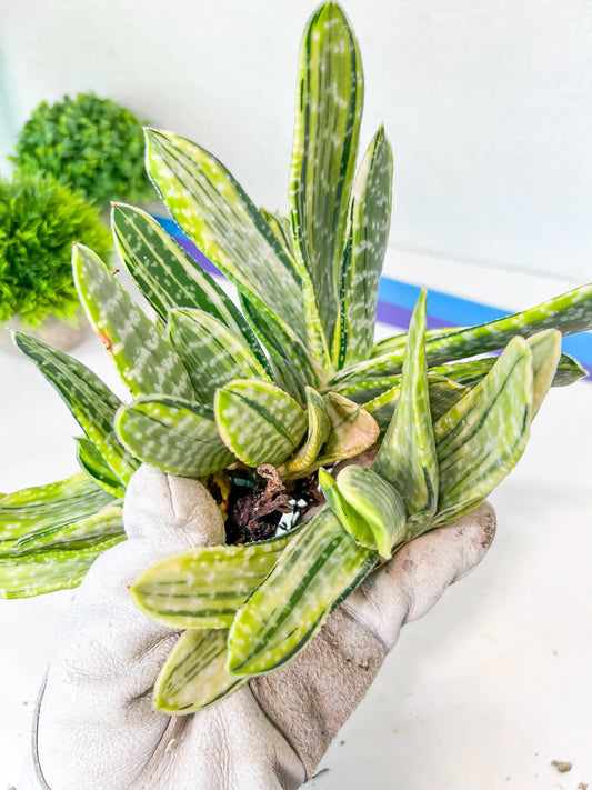 Gasteria Nigricans Variegata | South African Plants