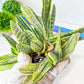 Gasteria Nigricans Variegata | South African Plants | Imported Plants