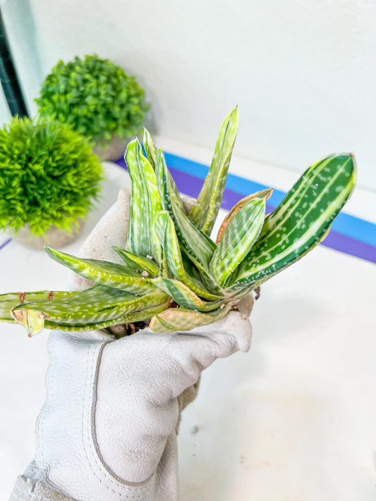 Gasteria Nigricans Variegata | South African Plants | Imported Plants