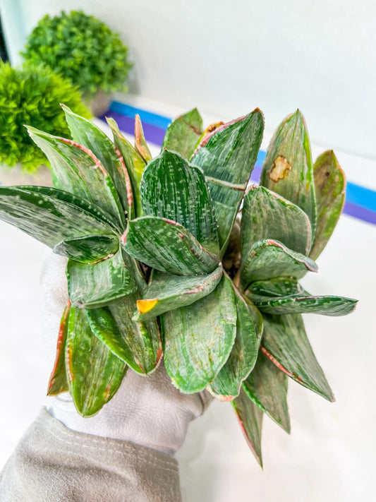 Gasteria Nigricans Silver | South African Plants | Imported Plants