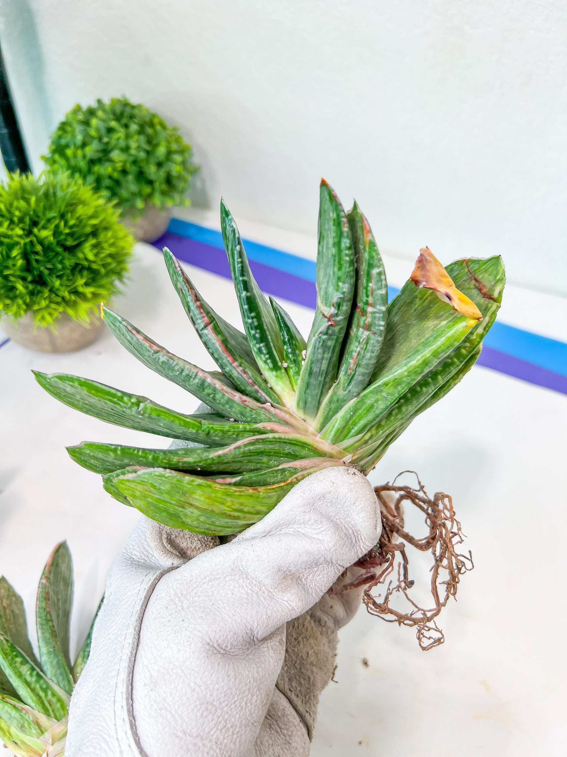 Gasteria Nigricans Silver | South African Plants | Imported Plants